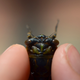 Illustration for article titled Shooting Challenge: Bugs 1